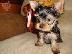 PoulaTo: Tiny YorkiePuppies Διαθέσιμο